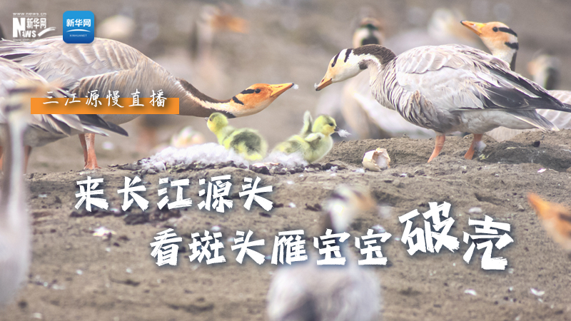 “萌主”當(dāng)家丨來長江源頭，看斑頭雁寶寶破殼